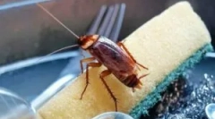 A csótányok elleni küzdelem hőkezelési módszerek